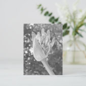 Carte Postale Lily du Nil Fermer noir & blanc (Debout devant)