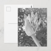 Carte Postale Lily du Nil Fermer noir & blanc (Devant / Derrière)