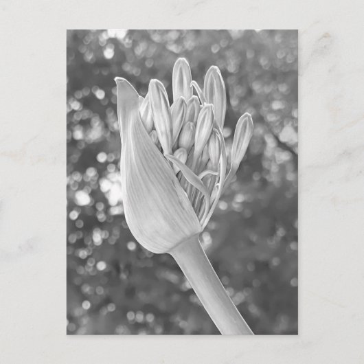 Carte Postale Lily du Nil Fermer noir & blanc (Devant)
