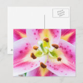 Carte Postale Lily en gros plan (Devant / Derrière)