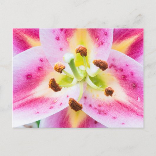 Carte Postale Lily en gros plan (Devant)