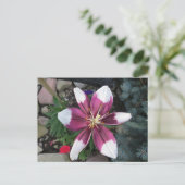Carte Postale Lily exotique (Debout devant)