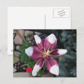 Carte Postale Lily exotique (Devant / Derrière)