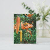 Carte Postale Lily Fleur sauvage, Casquette de Turk (Debout devant)