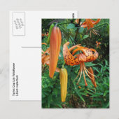 Carte Postale Lily Fleur sauvage, Casquette de Turk (Devant / Derrière)