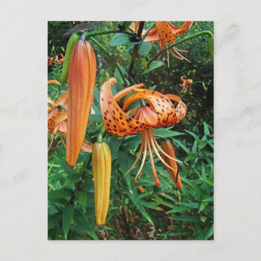 Carte Postale Lily Fleur sauvage, Casquette de Turk (Devant)
