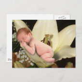 Carte postale Lily Flower Baby (Devant / Derrière)
