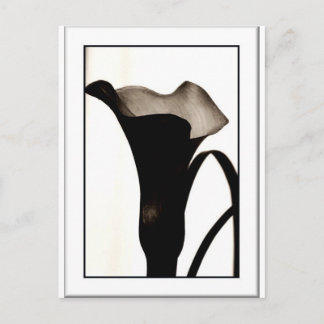 Carte Postale Lily foncée