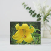 Carte postale Lily jaune (Debout devant)