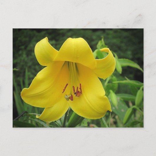 Carte postale Lily jaune (Devant)