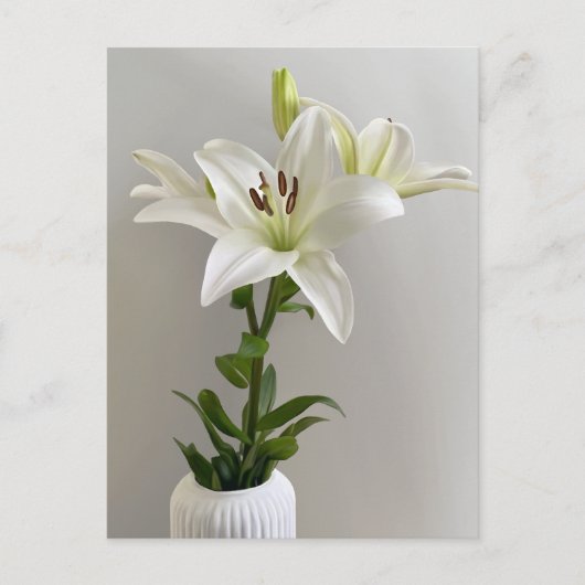 Carte Postale Lily Lullaby | Peinture florale simple blanche (Devant)