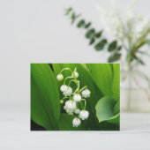 Carte postale Lily-of-the-Valley (Debout devant)