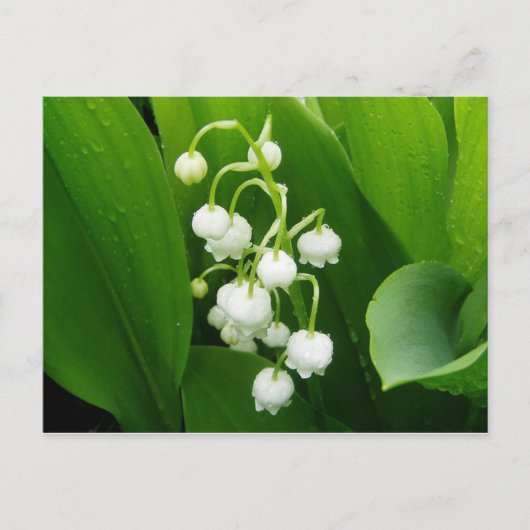 Carte postale Lily-of-the-Valley (Devant)