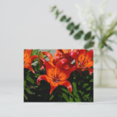Carte Postale Lily orange rose foncé (Debout devant)