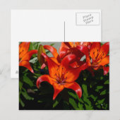 Carte Postale Lily orange rose foncé (Devant / Derrière)