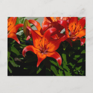 Carte Postale Lily orange rose foncé