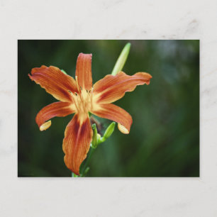 Carte postale Lily P6588