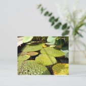 Carte postale Lily Pads (Debout devant)