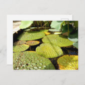 Carte postale Lily Pads (Devant / Derrière)