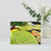 Carte postale Lily Pads (Debout devant)