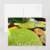 Carte postale Lily Pads (Devant / Derrière)
