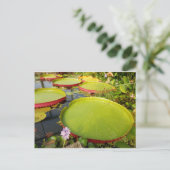 Carte postale Lily Pads (Debout devant)
