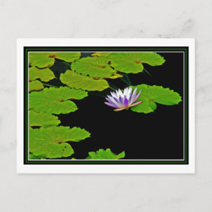 Carte Postale Lily Pads