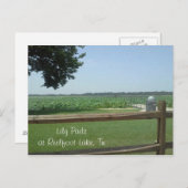 Carte Postale Lily Pads à Reelfoot Lake, Tn (Devant / Derrière)