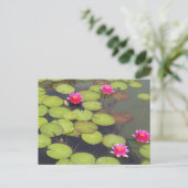 Carte Postale Lily Pads et Lotus Zen Post Card (Debout devant)