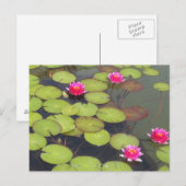 Carte Postale Lily Pads et Lotus Zen Post Card (Devant / Derrière)