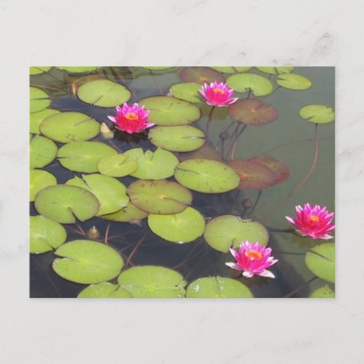 Carte Postale Lily Pads et Lotus Zen Post Card (Devant)