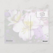 Carte Postale Lily péruvienne (Dos)