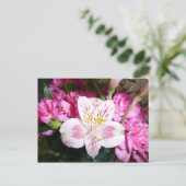 Carte Postale Lily péruvienne (Debout devant)