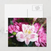 Carte Postale Lily péruvienne (Devant / Derrière)