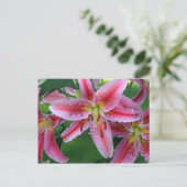 Carte Postale Lily Pink Stargazer (Debout devant)