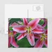 Carte Postale Lily Pink Stargazer (Devant / Derrière)