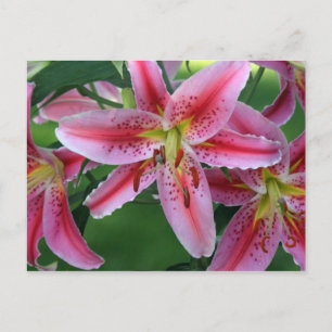 Carte Postale Lily Pink Stargazer