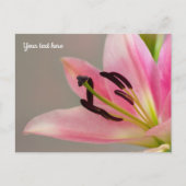 Carte postale Lily rose (Devant)