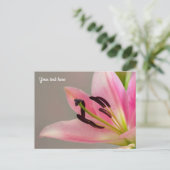 Carte postale Lily rose (Debout devant)