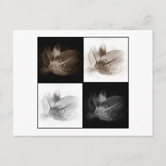 Carte postale Lily Sepia et Black White