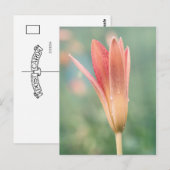 Carte Postale Lily s'ouvre un matin de rosée (Devant / Derrière)