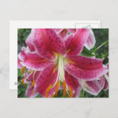 Carte Postale Lily Stargazer Purple Flower (Devant / Derrière)
