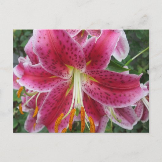 Carte Postale Lily Stargazer Purple Flower (Devant)