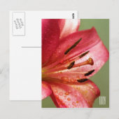 Carte postale Lily verticale (Devant / Derrière)