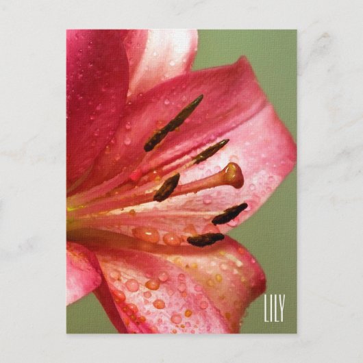 Carte postale Lily verticale (Devant)