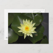 Carte Postale Lilypad (Devant / Derrière)