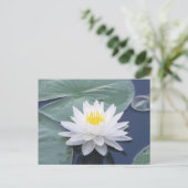 Carte postale Lilypad blanc (Debout devant)