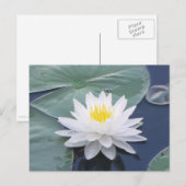 Carte postale Lilypad blanc (Devant / Derrière)