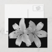 Carte Postale Lilys (Devant / Derrière)