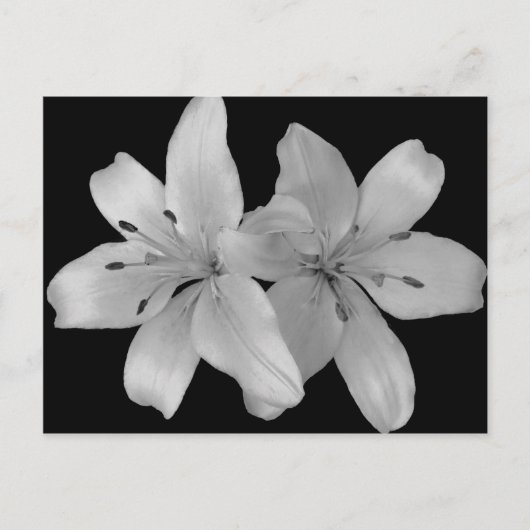 Carte Postale Lilys (Devant)